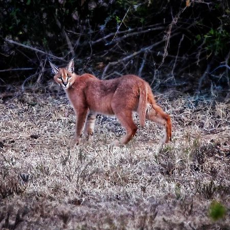 Riverbend Lodge Addo Kültér fotó