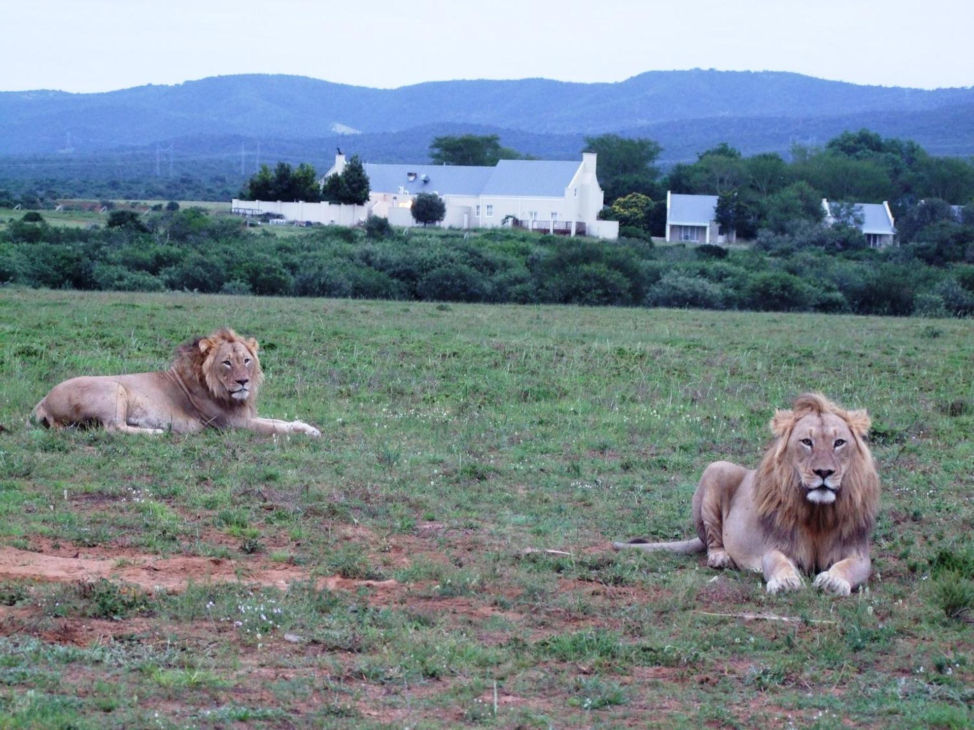 Riverbend Lodge Addo Kültér fotó
