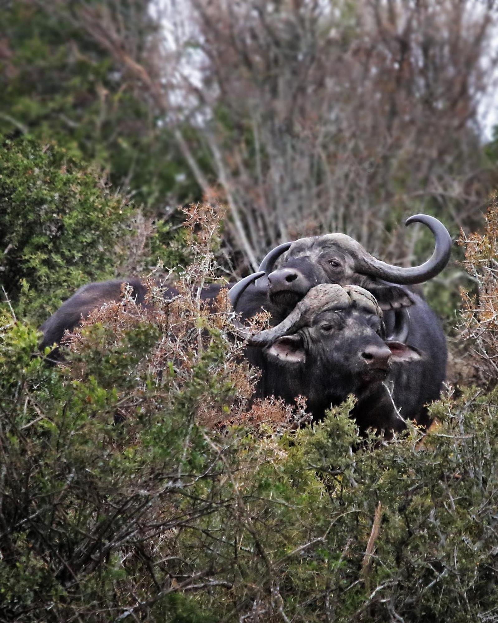 Riverbend Lodge Addo Kültér fotó