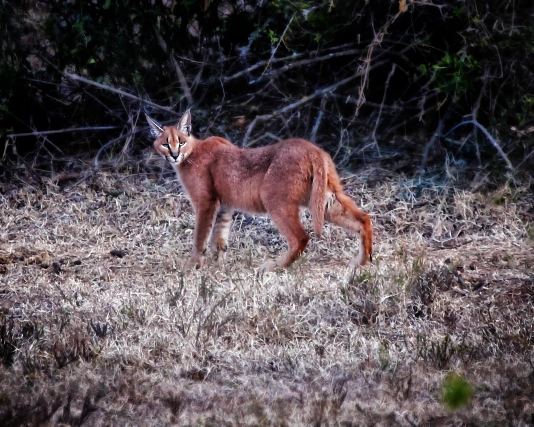 Riverbend Lodge Addo Kültér fotó