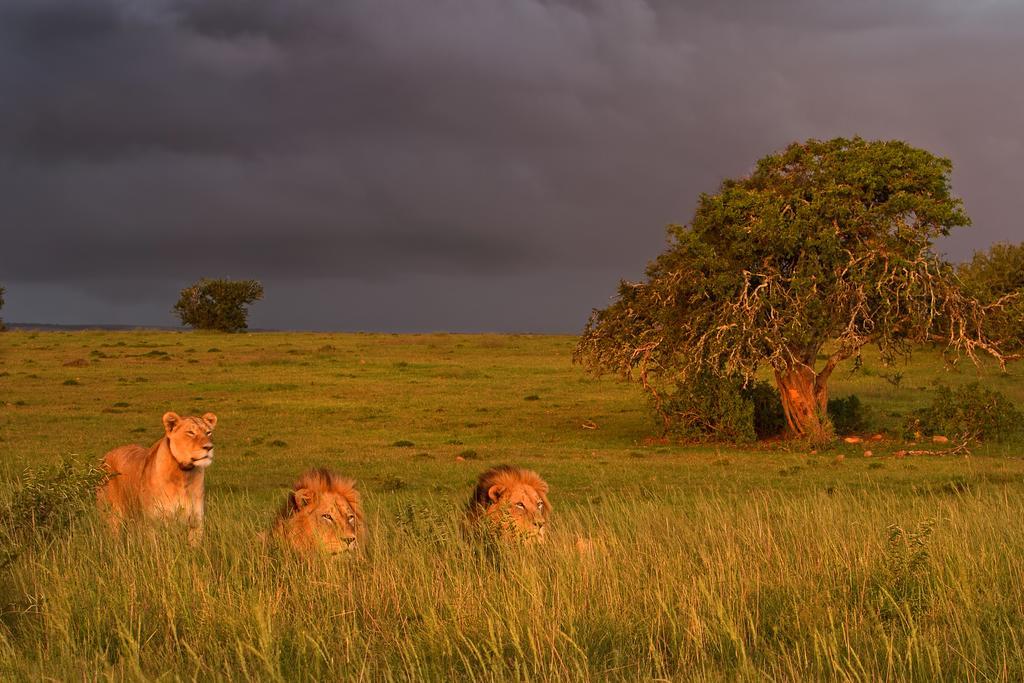 Riverbend Lodge Addo Kültér fotó