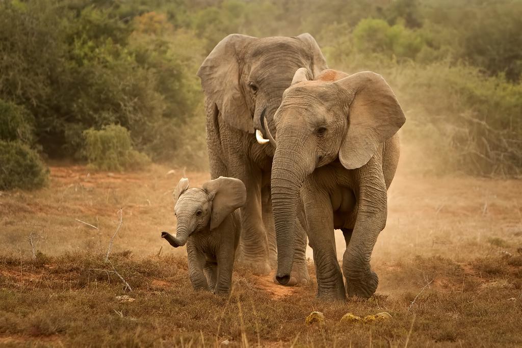 Riverbend Lodge Addo Kültér fotó