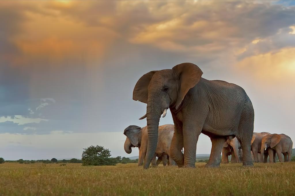 Riverbend Lodge Addo Kültér fotó